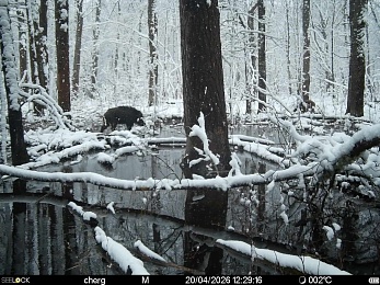 Рязанцам рассказали, что делать при встрече с волком в лесу