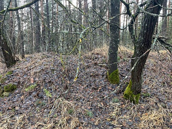 Аномальный февраль: в лесах под Рязанью распускается листва и растут грибы