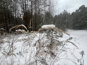 В рязанском лесу сфотографировали заброшки и лестницу в никуда - 62ИНФО В рязанском лесу сфотографировали заброшки и лестницу в никуда