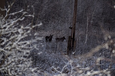 Лоси гуляли у трассы Клепиковского района