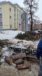 В центре Рязани пилят голубые ели