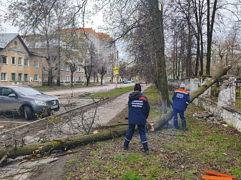 Волонтеры убрали 15 упавших в Рязани деревьев