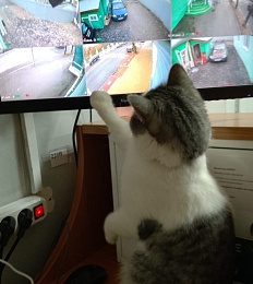 Рязанская кошка Ефросинья поборется за «Хвостатый Оскар»