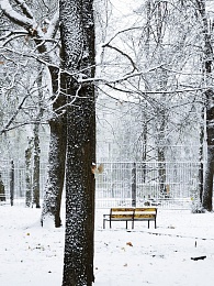 Рязанцы делятся фото первого снегопада в городе и в лесу