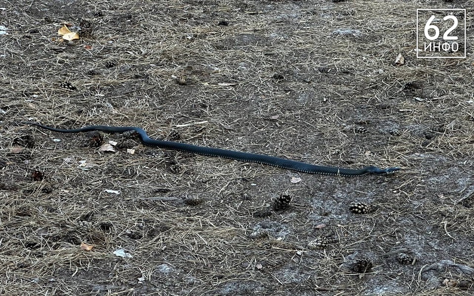 В Солотче сфотографировали редкую змею - 62ИНФО