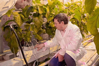 Тепличный комбинат в Рязанской области готовится выйти на полную мощность