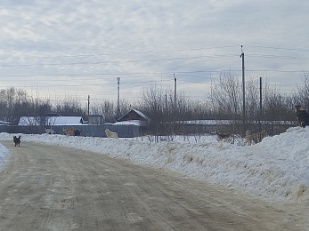  Жителей Шацка терроризирует стая собак