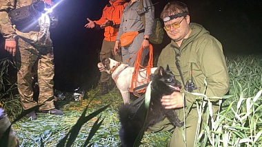 Пропавшего под Рязанью пенсионера нашла в ночном поле собака Черничка