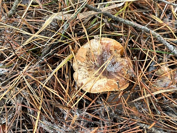 Грибники, к бою: в январе рязанские леса заполонили опята