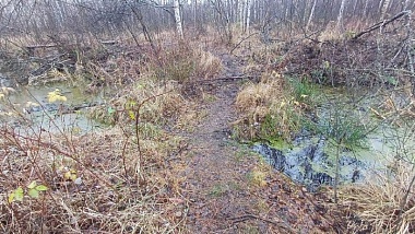 Водолазы обнаружили труп рязанца в болоте в Клепиковском районе