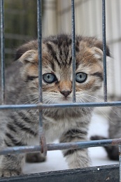 Рязанцы приютили 16 животных на выставке «Пойдём домой»