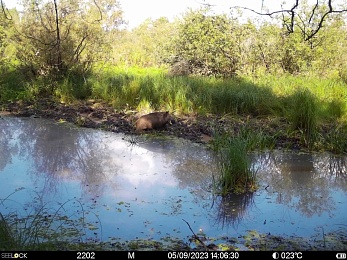 Окский заповедник показал снимки волков и рыси с фотоловушек