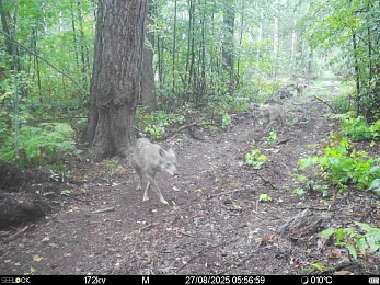Стаю волков сразу в трёх разных местах заметили в Окском заповеднике 