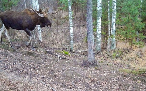 Окский заповедник показал лося с впечатляющими рогами
