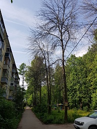 В рязанском посёлке Соколовка вырубают тополя