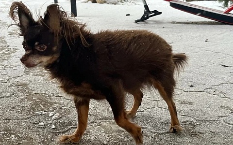 В Рязанской области нашли решение проблемы с бездомными животными