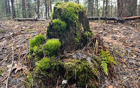 В Рязанской области клещи могут проснуться досрочно