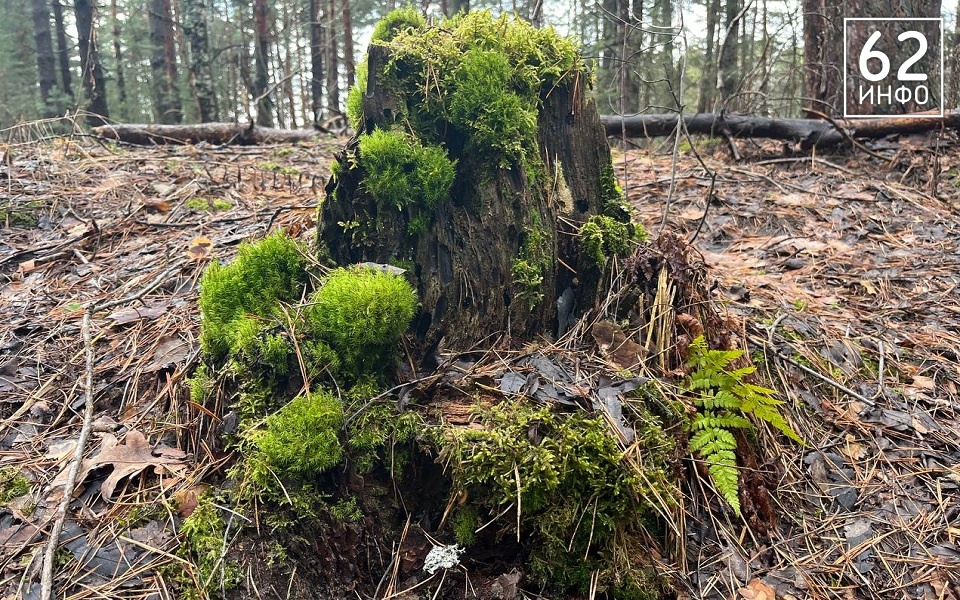 В Рязанской области клещи могут проснуться досрочно - 62ИНФО