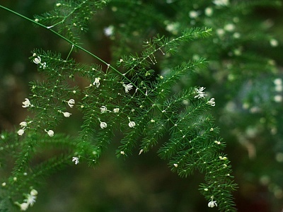 В РГУ зацвел ложный папоротник