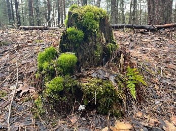 Аномальный февраль: в лесах под Рязанью распускается листва и растут грибы