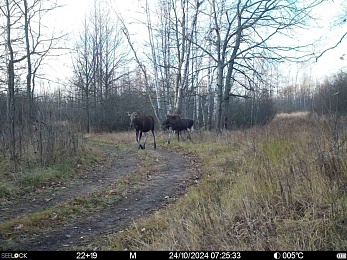  В Окском заповеднике лоси гастрономически искушали волка