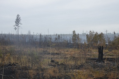 Дым без огня. Как выглядит лесной пожар под Рязанью спустя неделю 