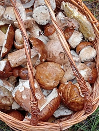 Рязанские леса накрыло урожаем белых грибов и лисичек после дождей - 62ИНФО Рязанские леса накрыло урожаем белых грибов и лисичек после дождей