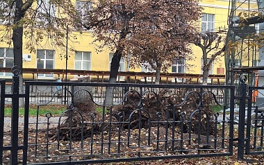 В Рязани корчуют деревья в сквере на Есенина - 62ИНФО В Рязани корчуют деревья в сквере на Есенина