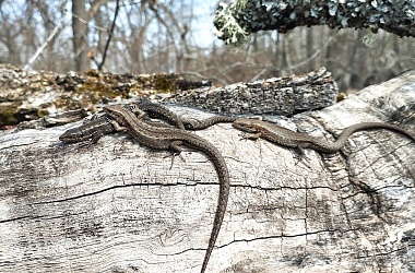 Змей Горыныч: в рязанских лесах ползают целые компании гадюк и ужей