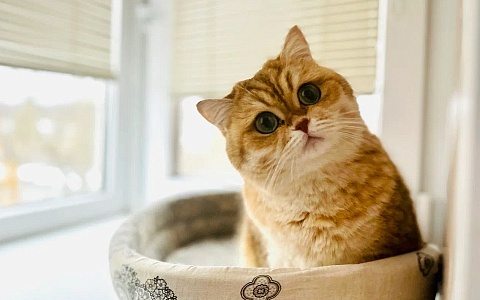 Рязанскому пенсионеру грозит срок за найденную его котом винтовку