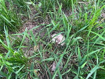 Рязанские грибники собирают шампиньоны прямо во дворах