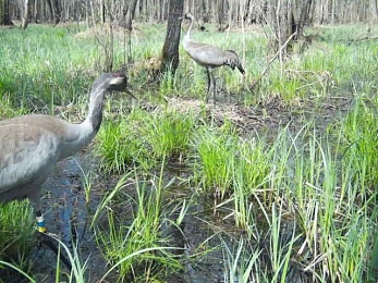 Серые журавли вернулись с зимовки на родные болота Окского заповедника