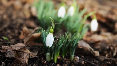 На улицах Рязани цветут подснежники