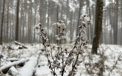 В Рязанской области 9 февраля ждут от -20 до -9°С со снегом