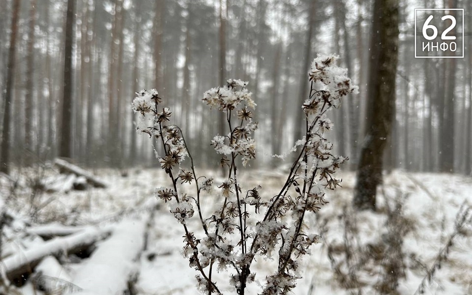 В Рязанской области 9 февраля ждут от -20 до -9°С со снегом - 62ИНФО