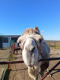 Рязанский верблюд Гордый поцарапал девочку и получил вакцину от бешенства