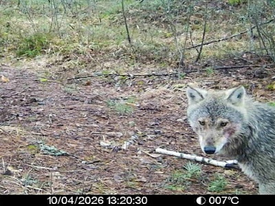 Звери в разливе: Окский заповедник поделился моментами лесной жизни