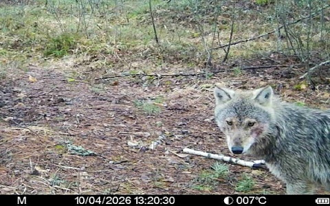 Звери в разливе: Окский заповедник поделился моментами лесной жизни