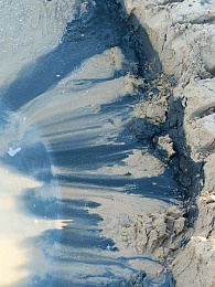 Рязанка рассказала о спасении птиц в Анапе