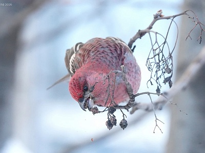 Стая малиновых птиц устроила обед около РГУ