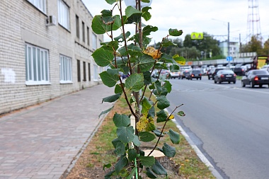 В Рязани высадили 33 саженца липы