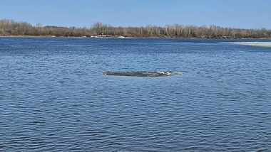 Фото, список залитых мостов, уровень рек: паводок в Рязанской области 29 марта