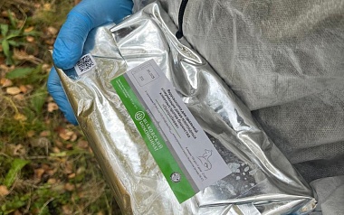 В рязанских лесах начали раскладывать вакцину от бешенства - 62ИНФО В рязанских лесах начали раскладывать вакцину от бешенства