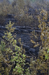 Дым без огня. Как выглядит лесной пожар под Рязанью спустя неделю 