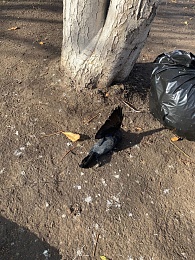 Рязанцы заметили на улицах города мёртвых птиц