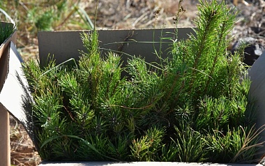 В Рязанской области 150 человек высадили 4 тысячи сеянцев сосны