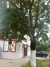 В Рязани на девушку упала ветка дерева у ОКБ