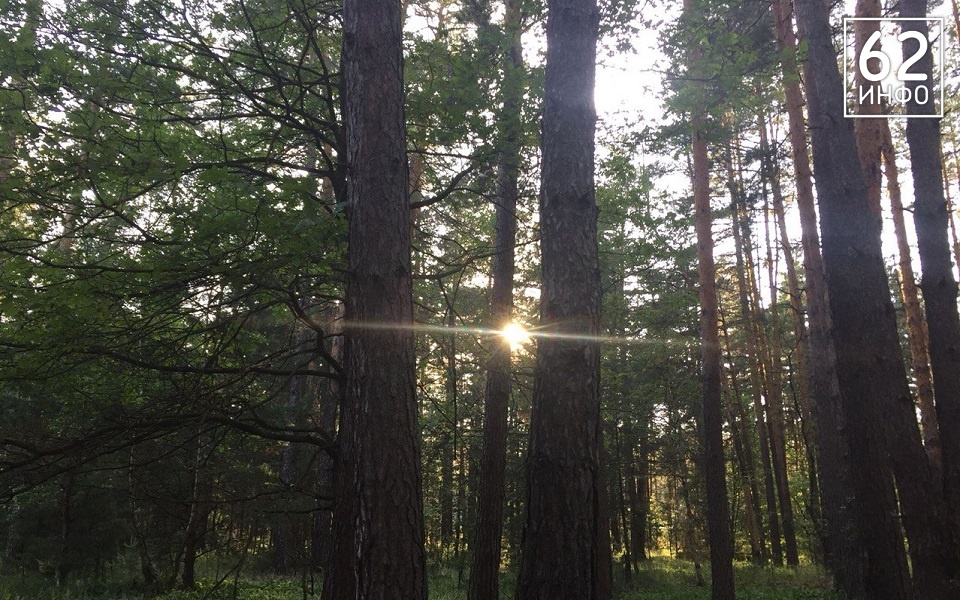 Минприроды региона объяснило вырубку в Солотче заражением леса губкой - 62ИНФО