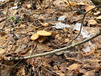 Грибники, к бою: в январе рязанские леса заполонили опята