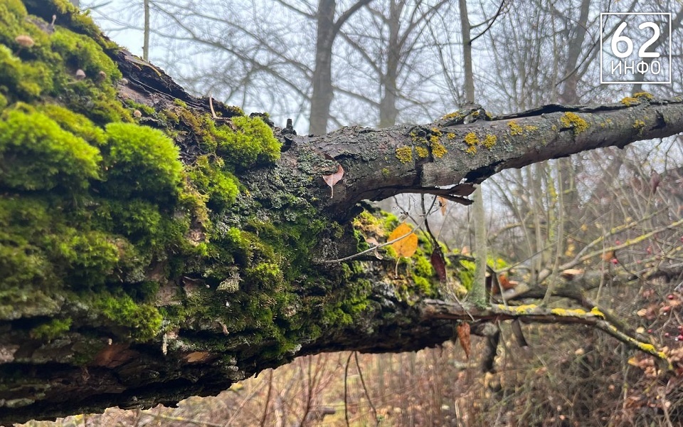 Поздняя осень продолжит топить рязанцев дождями - 62ИНФО